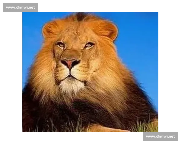 丛林王者与力量巨兽的终极对决虎与熊谁主沉浮巅峰之战纪实